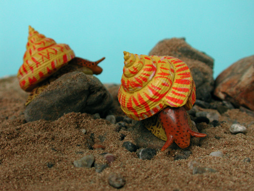 オキナエビスガイ