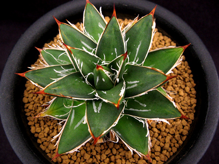 王妃笹の雪A型 【アガベ】