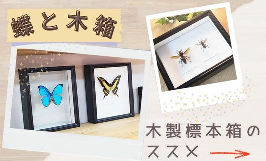 アカエリトリバネアゲハ , 蝶の標本 販売・通販のNatureShop|モルフォ