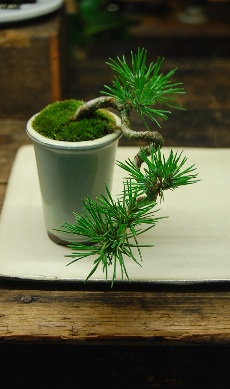 黒松懸崖 - Collection : コレクション - NEO GREEN : ネオグリーン