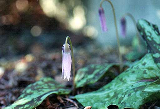 四季の山野草図鑑／カタクリ