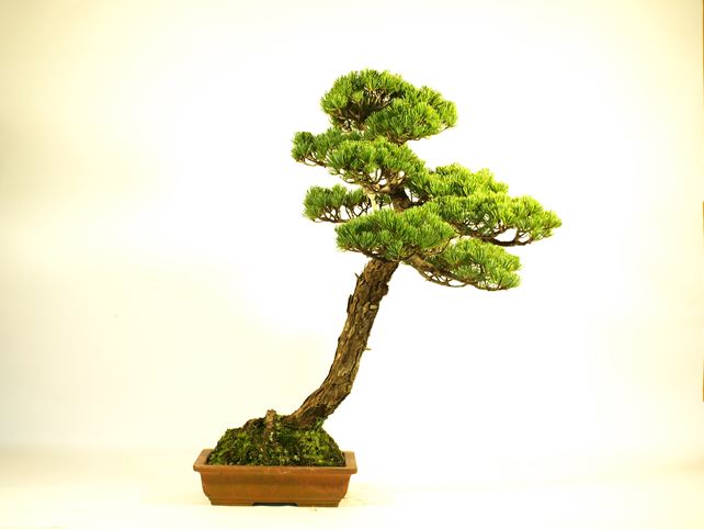 五葉松盆栽 文人 No.a6-2 | 五葉松 専門盆栽園 松風園(しょうふうえん