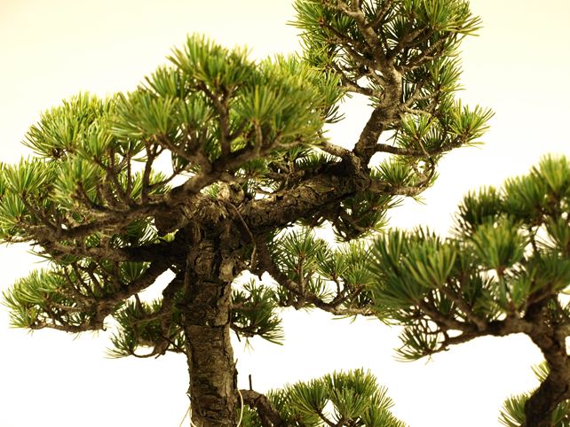 五葉松盆栽 双幹 No.a8-29 | 五葉松 専門盆栽園 松風園(しょうふうえん