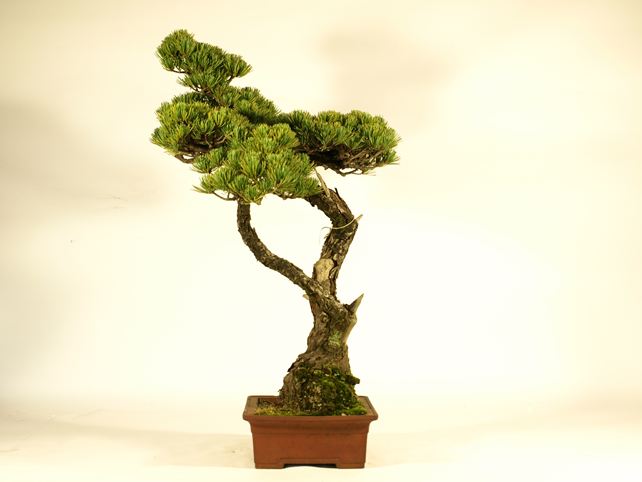 五葉松盆栽 双幹 No.a9-20 | 五葉松 専門盆栽園 松風園(しょうふうえん