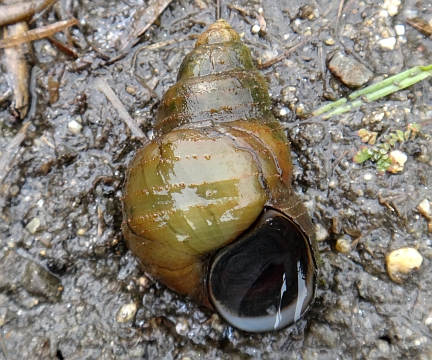 雑魚の水辺 巻き貝の仲間