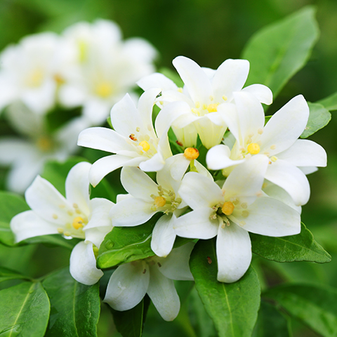 ジャスミン (Abs.) ｜ プラナロム精油の卸販売 – PRANAROM商品仕入