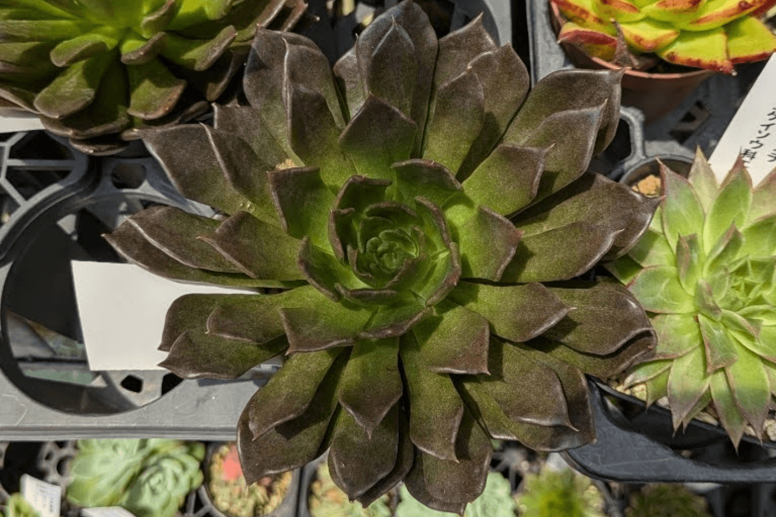 ブラックプリンス】多肉植物：黒褐色の美しさを楽しむ | グリーン