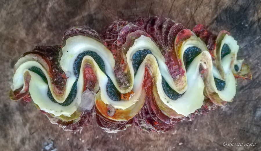 お魚図鑑]シャコガイ（シャコ貝）屋久島の海で潜る。 | おかえり