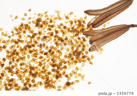 ユリの種子の写真素材 [5350779] - PIXTA