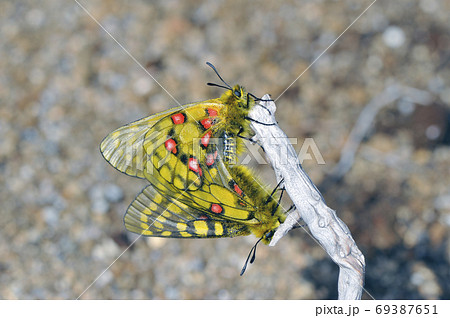 ウスバキチョウの交尾（北海道・大雪山）の写真素材 [69387651] - PIXTA