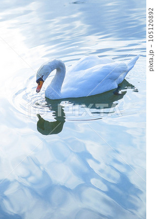 静かな池を泳ぐ一羽の美しいハクチョウ 水彩画のイラスト素材