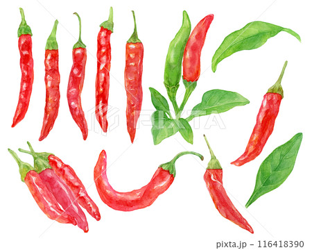 赤唐辛子 鷹の爪 水彩イラストセットのイラスト素材 [116418390] - PIXTA