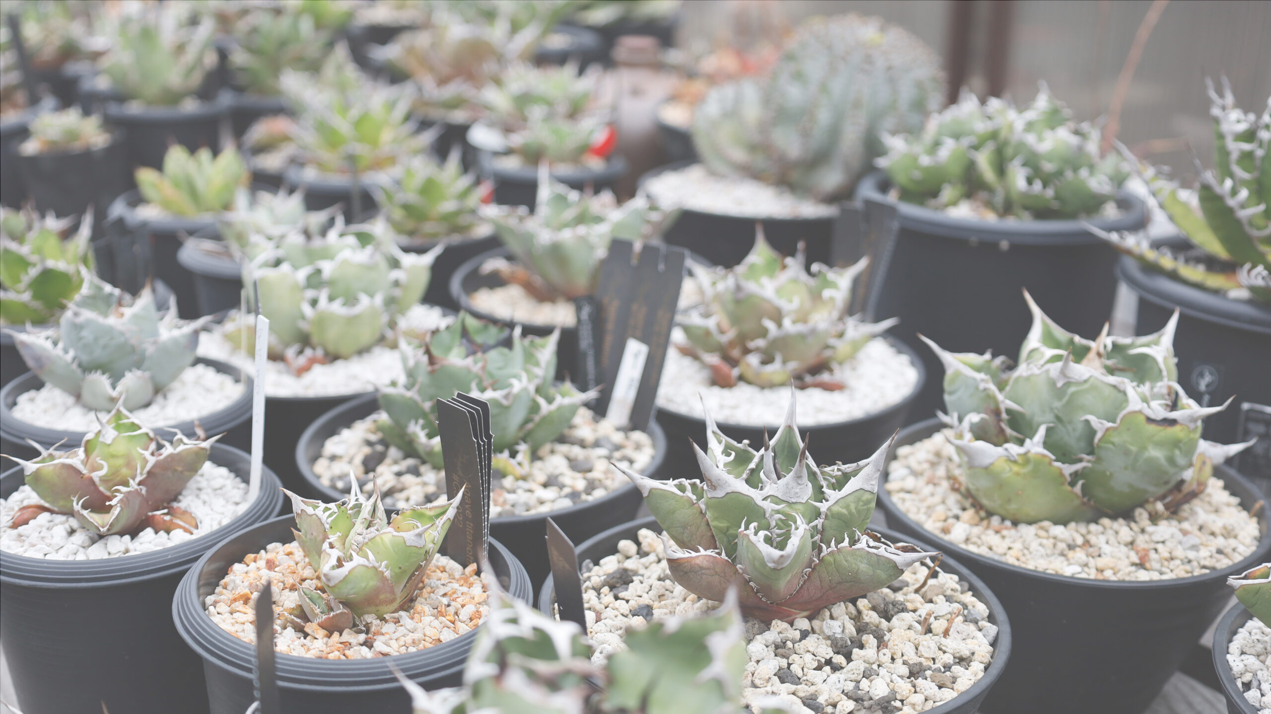 アガベの水やり方法【初心者必見育て方】│THE CORE webサイト