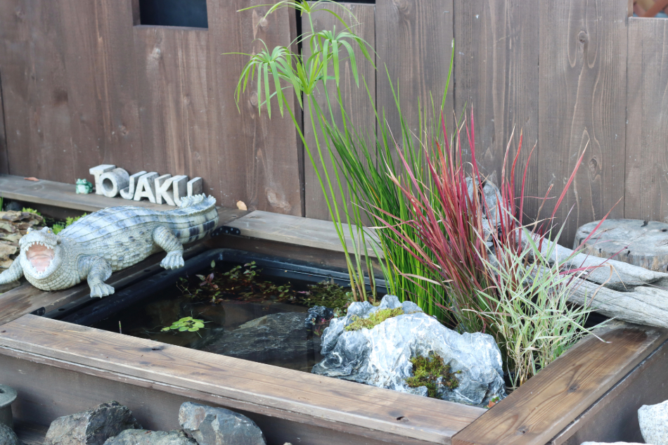 青龍石-4 | 杜若園芸WEBショップ｜水草の生産販売【通販ショップ】