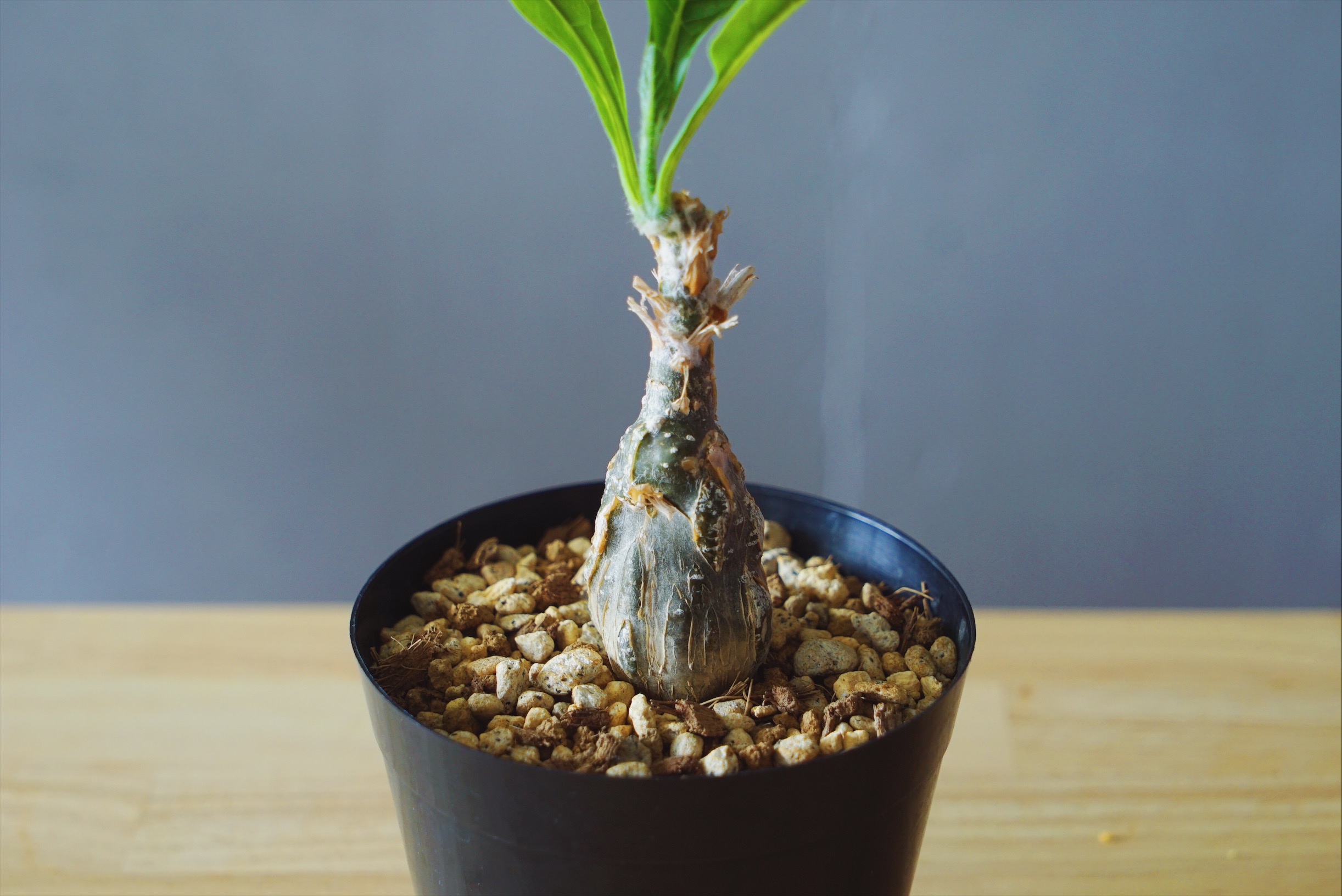 ムッチリしたエロいボディに目も釘付け。我が家の愛しき塊根植物