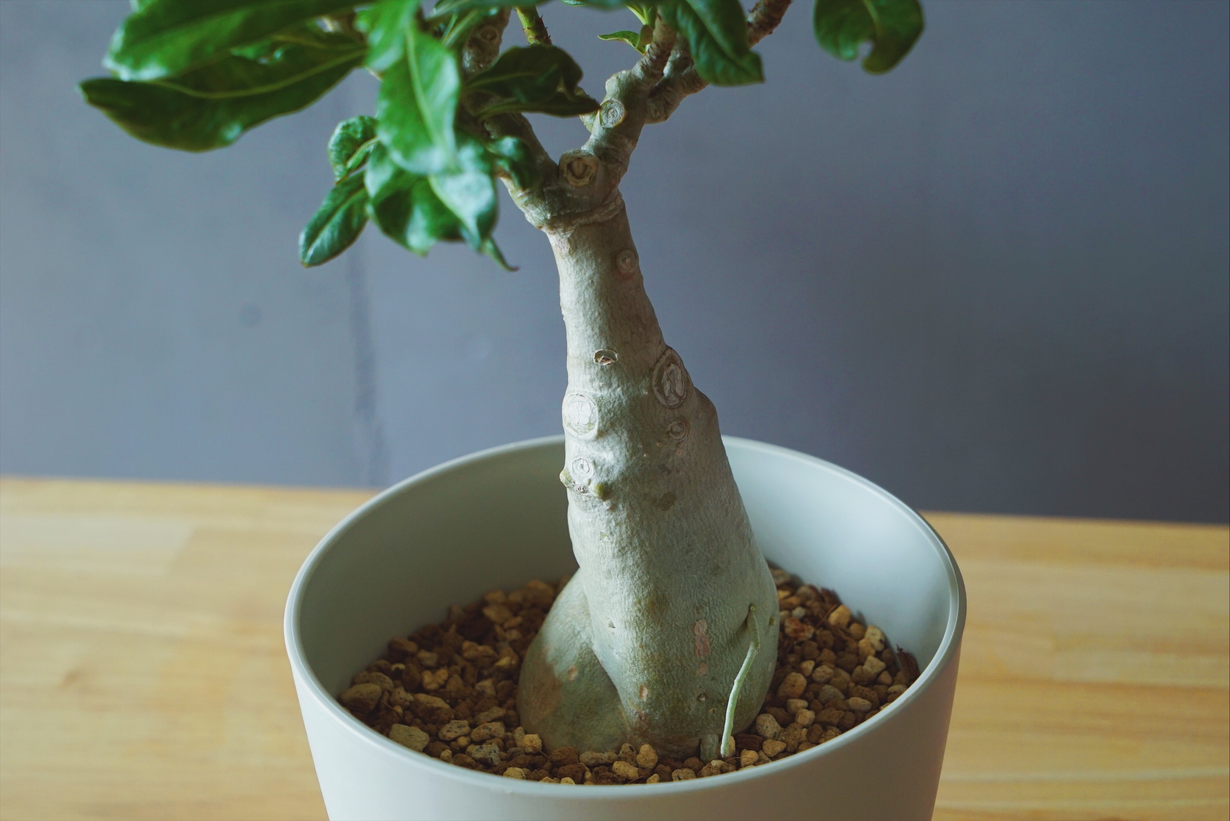 ムッチリしたエロいボディに目も釘付け。我が家の愛しき塊根植物