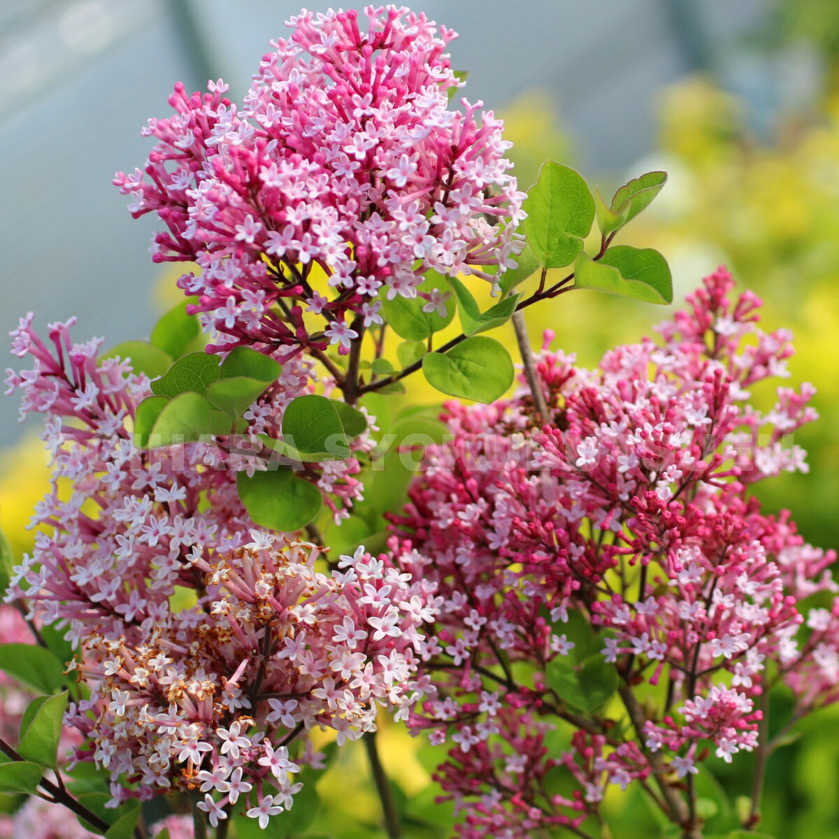 楽天市場】姫ライラック（ドワーフ・ライラック） 'ティンカーベル