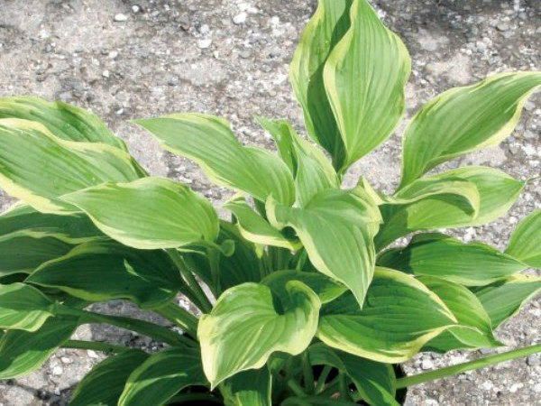 楽天市場】ギボウシ（擬宝珠）ホスタ・アンティオーク（大株） 外