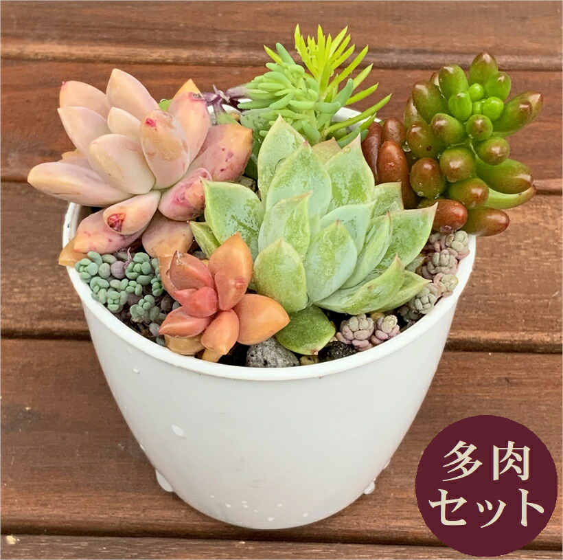 楽天市場】多肉植物 寄せ植え セット 多肉セット 鉢 土 多肉 寄せ植え
