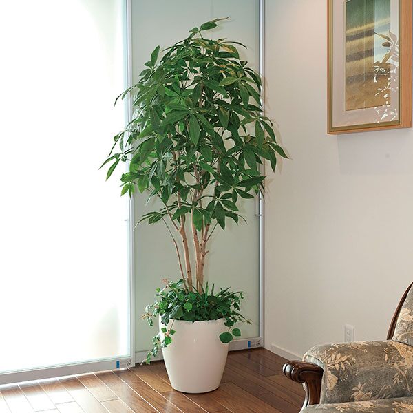 楽天市場】パキラ フェイクグリーン 観葉植物 大きい 光触媒 人工 大型