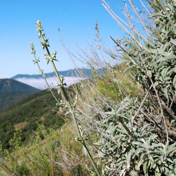 楽天市場】ホワイトセージバー70g【送料無料】枝【無選別】最安値に