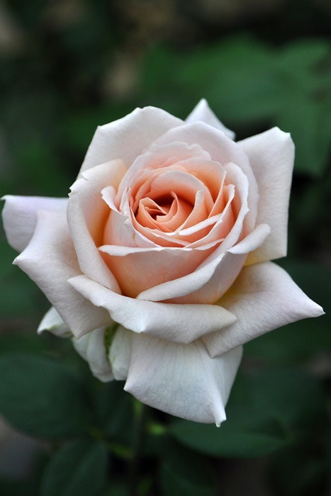 楽天市場】バラ苗【中苗】スパイスドコーヒー 国産苗 6号鉢植え品《J