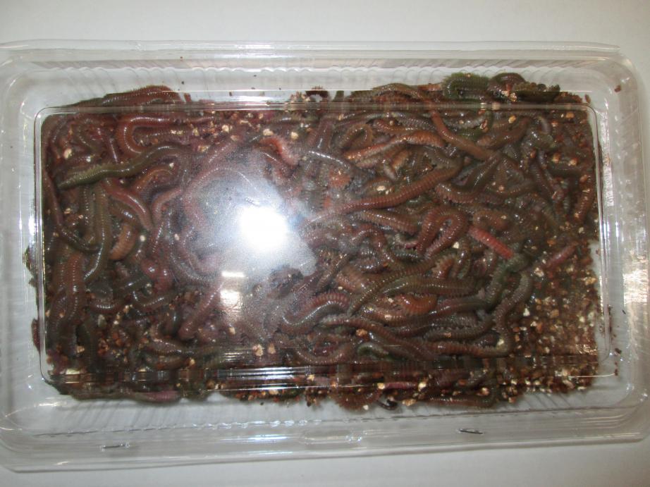 楽天市場】釣り餌の定番 青イソメ 特大パック(300g) : 八戸フィッシング