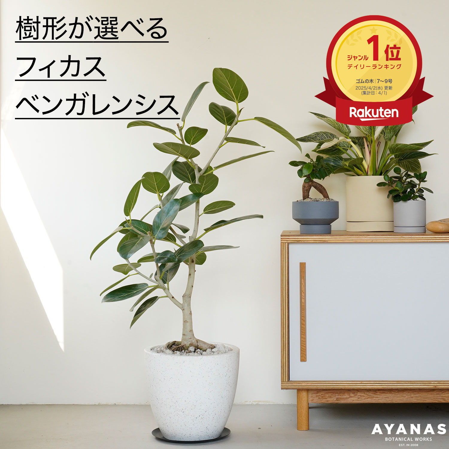 楽天市場】【楽天1位】 観葉植物 大型 フィカス ベンガレンシス