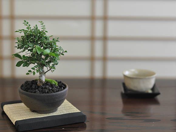 楽天市場】盆栽 けやき 欅 ミニ盆栽 初心者 紅葉 金芽八房 かわいい