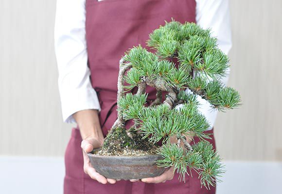 楽天市場】盆栽 松 五葉松 根上がりの懸崖五葉松 ミニ盆栽 小品盆栽