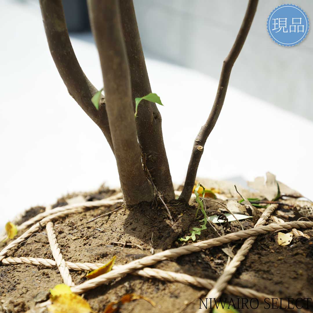 楽天市場】【現品】山採り【ハイノキ】株立ち 自然風樹形 樹高H≒185