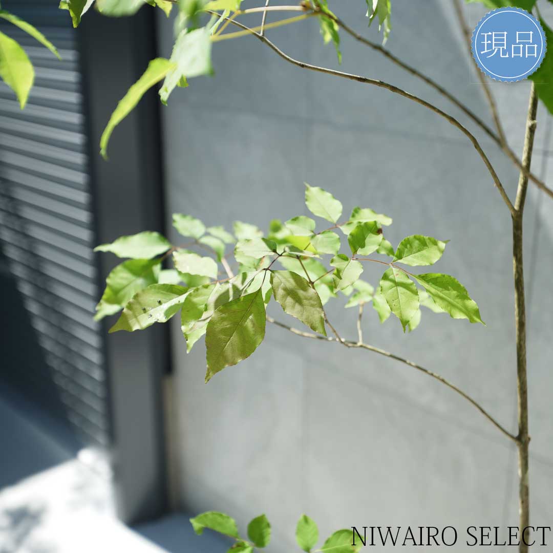 楽天市場】【現品】山採り【アオダモ】株立ち 自然風樹形