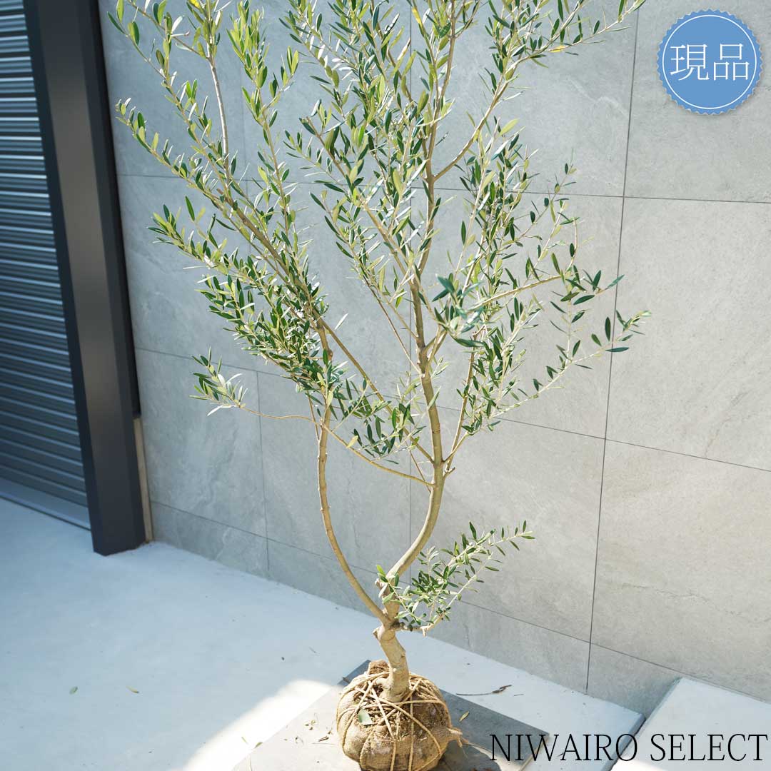 楽天市場】【現品】【オリーブの木】ネバディロブランコ 自然風樹形
