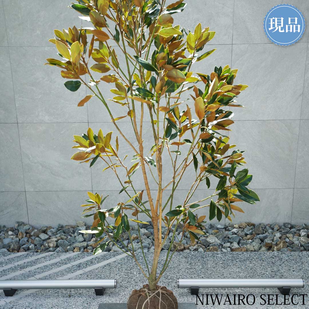 楽天市場】【現品】【リトルジェム】タイサンボク 矮性 自然風樹形