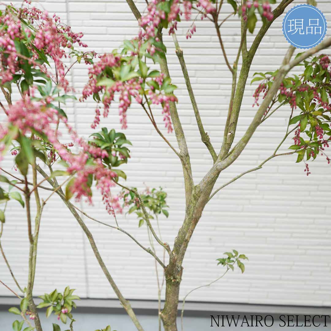 楽天市場】【現品】鉢植え【アセビ】紅花 馬酔木 株立ち 自然風樹形