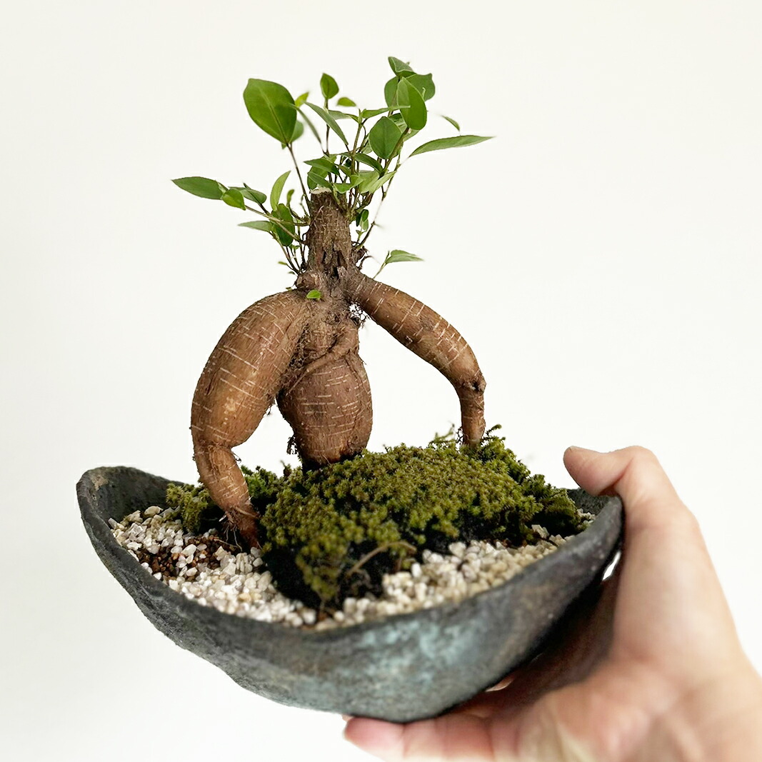 楽天市場】盆栽 ガジュマル くらま岩器風鉢 多幸の樹 縁起の樹