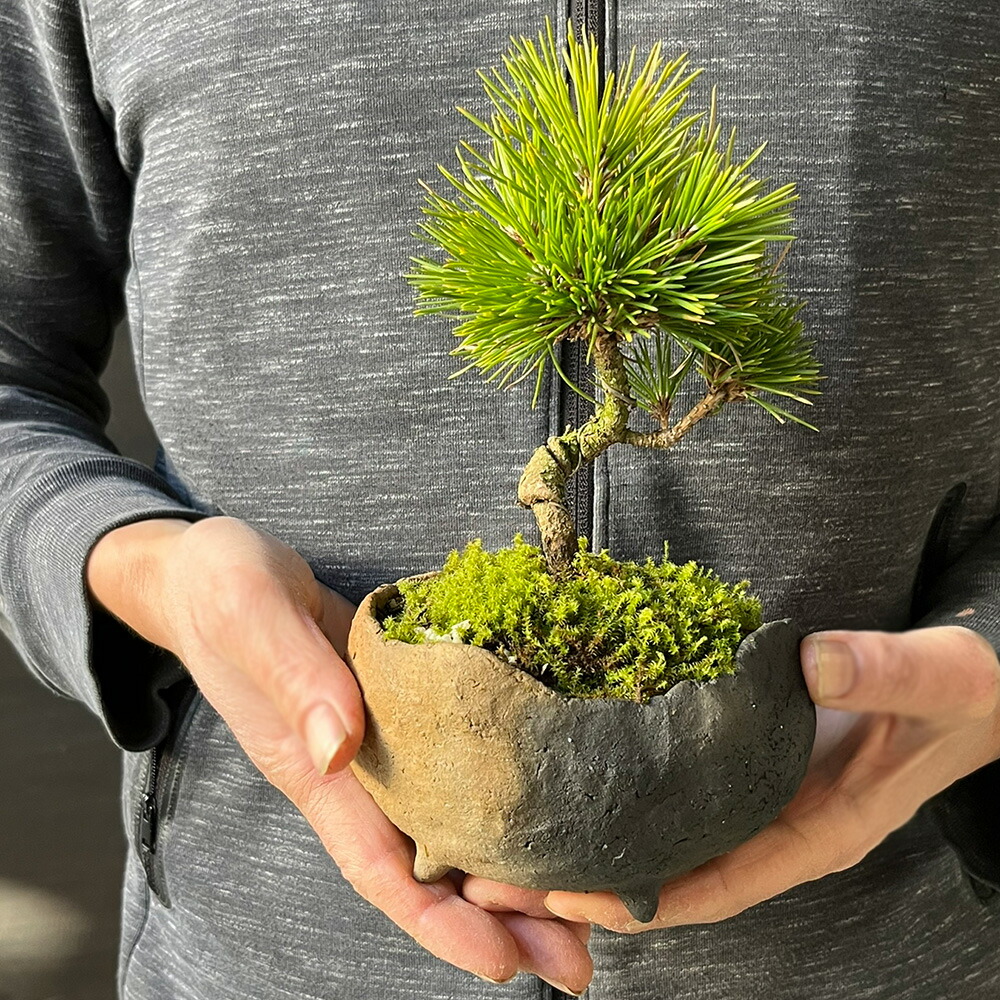 楽天市場】盆栽 黒松 くろまつ 盆栽 鉢 作家 真山茜 炭化焼〆 ぼんさい