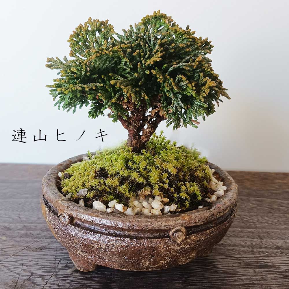 楽天市場】盆栽 連山ヒノキ ヒノキ ミニ盆栽 てのひら盆栽 小品盆栽