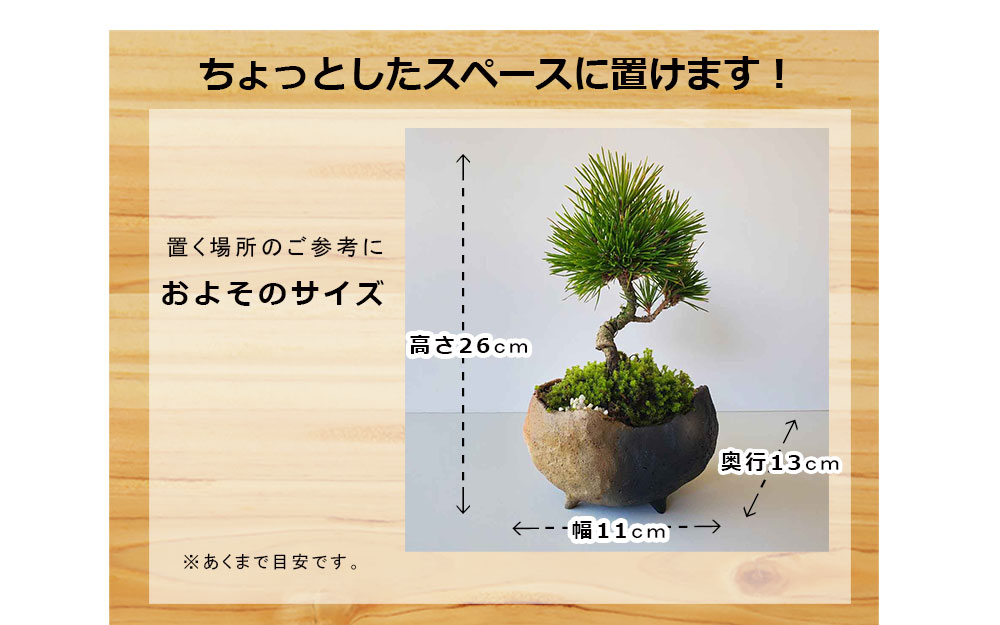 楽天市場】盆栽 黒松 くろまつ 盆栽 鉢 作家 真山茜 炭化焼〆 ぼんさい