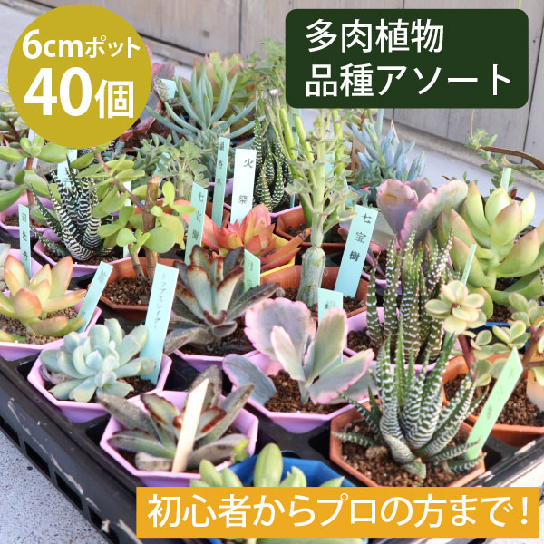 楽天市場】多肉植物 2寸 (2号 6cmポット) 40個 多肉 セット 苗