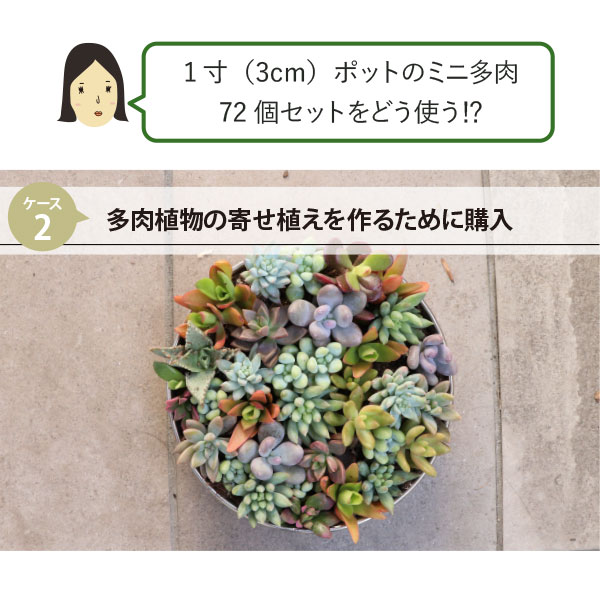楽天市場】多肉植物 1寸 (1号 3cmポット) ケース売り 72個～216個