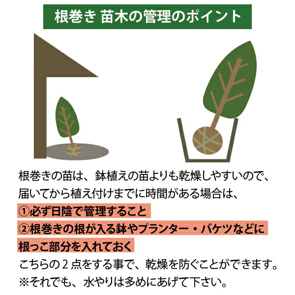 楽天市場】［生産者直送］ココスヤシ 株立ち(3本立ち) 樹高約60cm 耐寒