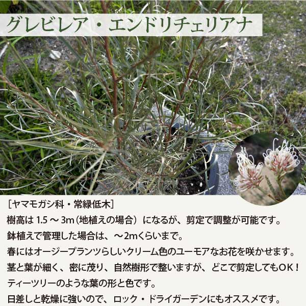 楽天市場】オージープランツ ［C］低木と多年草のセット生産者直送 15