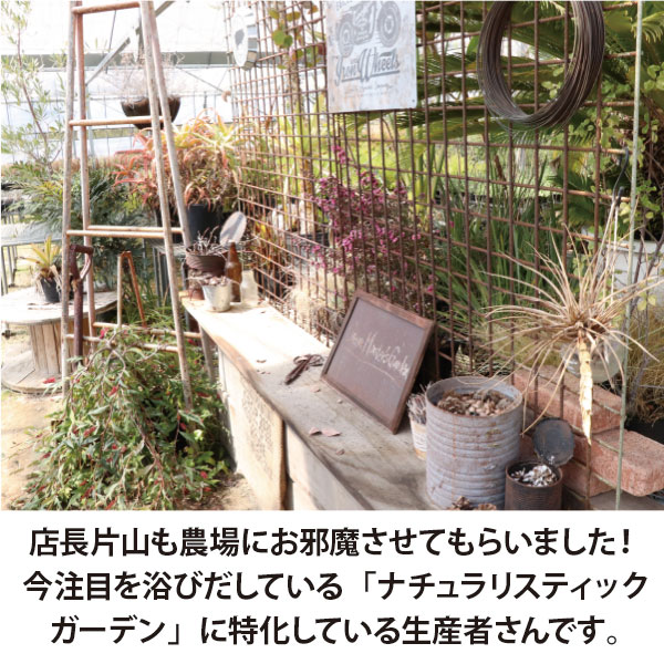 楽天市場】宿根草で作るオージープランツ風ガーデン ［B］広域セット