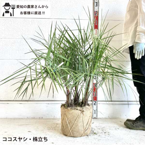 楽天市場】［生産者直送］ココスヤシ 株立ち(3本立ち) 樹高約60cm 耐寒
