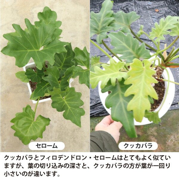 楽天市場】フィロデンドロン クッカバラ 5号鉢 観葉植物 室内 新築祝い