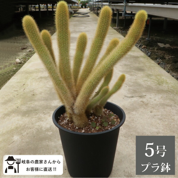 楽天市場】サボテン 黄金 ヒルデウィンテラ 5号鉢 1鉢 ねこのしっぽ 紐