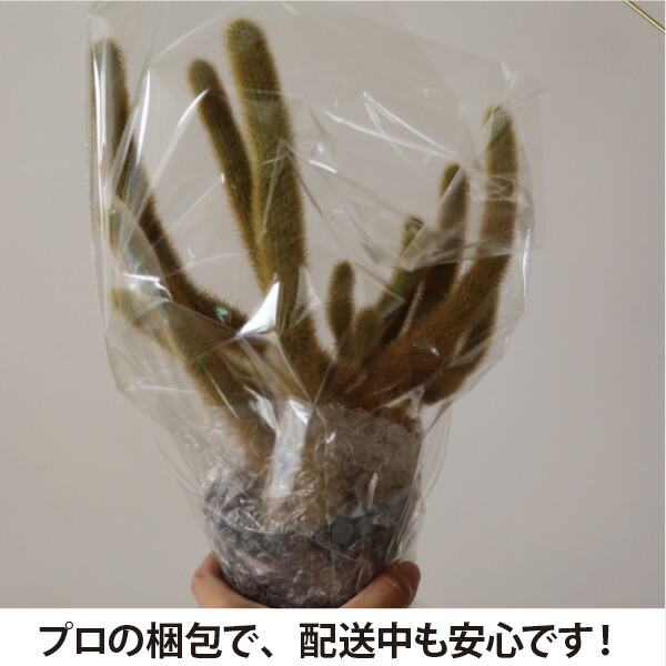 楽天市場】サボテン 黄金 ヒルデウィンテラ 5号鉢 1鉢 ねこのしっぽ 紐