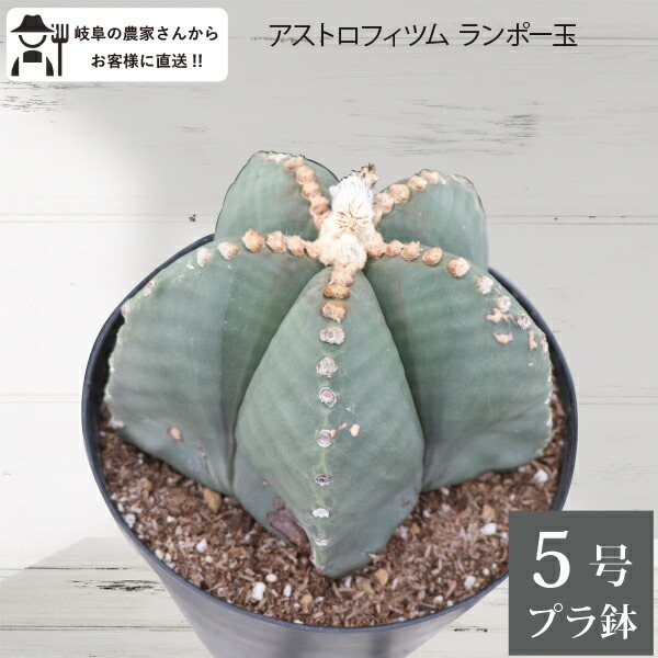 楽天市場】アストロフィツム ランポー玉 開花株 (鸞鳳玉・らんぽうぎょ