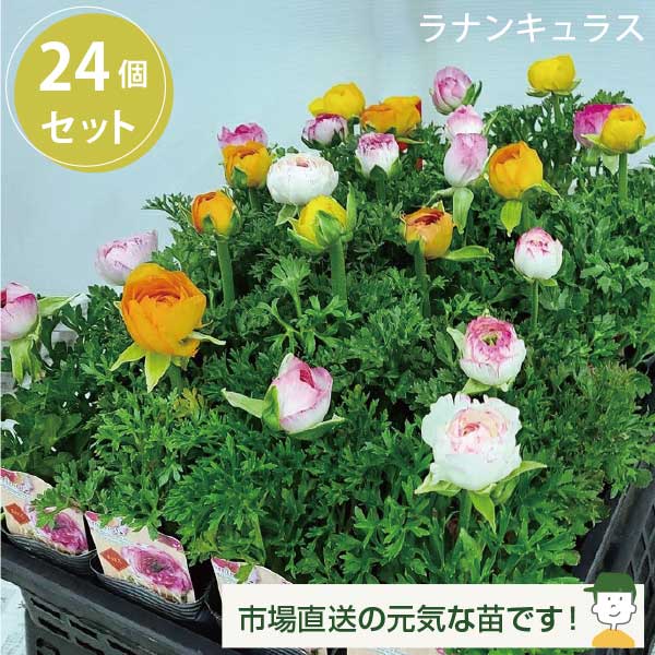 楽天市場】ラナンキュラス 花苗 セット販売 品種アソート 24個 セット